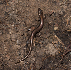 Hemiergis decresiensis