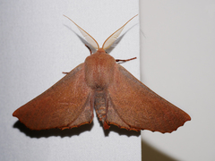 Monoctenia smerintharia