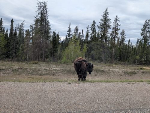 Wood Bison
