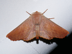 Monoctenia smerintharia