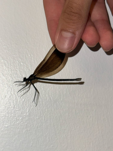 Ebony Jewelwing