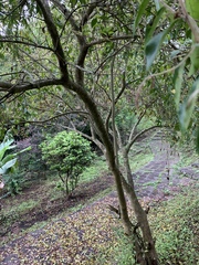 Ligustrum japonicum