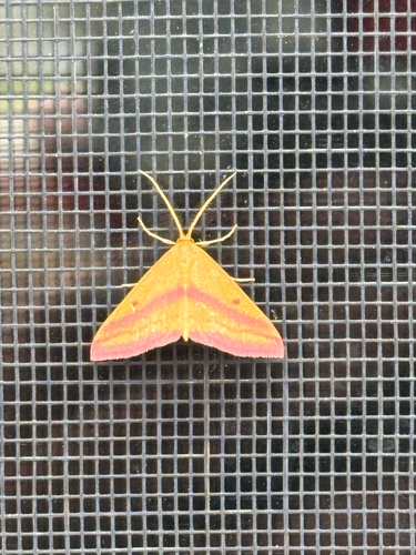 Chickweed Geometer Moth
