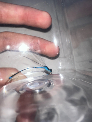 Stream Bluet