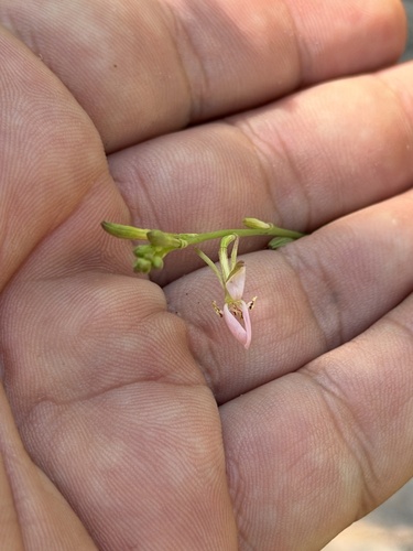 Oenothera podocarpa, photograph 4