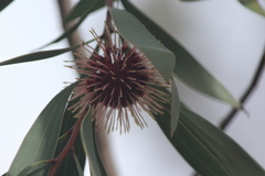 Hakea laurina