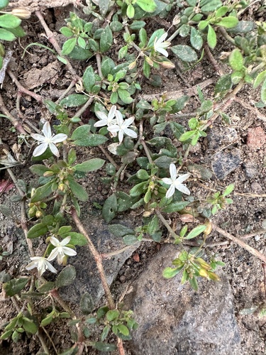 Glinus oppositifolius, photograph 2