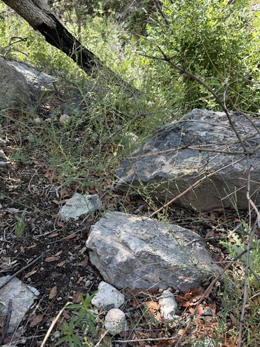 Oenothera podocarpa, photograph 5