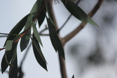 Hakea laurina