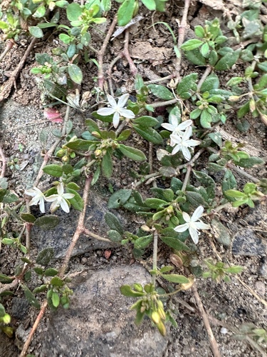 Glinus oppositifolius, photograph 3