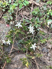 Glinus oppositifolius, photograph (c) Ashwin Srinivasan, some rights reserved (CC BY)