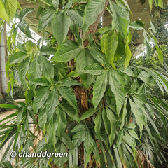 Syngonium angustatum