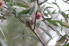 Hakea laurina