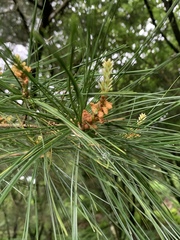 Pinus morrisonicola