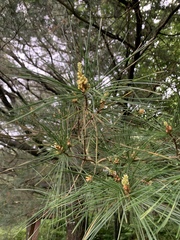 Pinus morrisonicola
