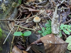 Tympanella galanthina