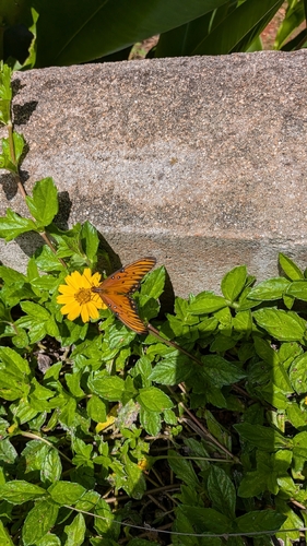 Gulf Fritillary