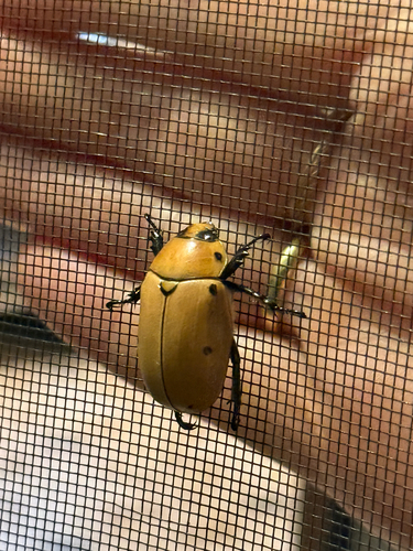 Grapevine Beetle