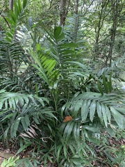 Ptychosperma macarthurii