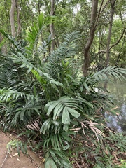 Ptychosperma macarthurii