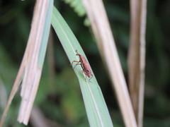 Sphenocorynes kosempoensis