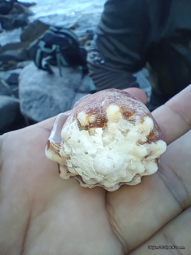 Conus brunneus observed 2026-06-26