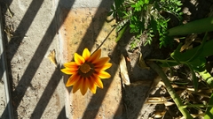 Gazania × splendens