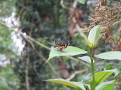 Exsula dentatrix albomaculata