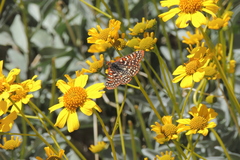 Euphydryas chalcedona hennei