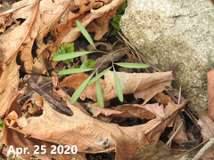 Corydalis turtschaninovii