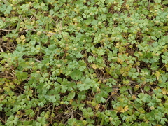 Hydrocotyle batrachium