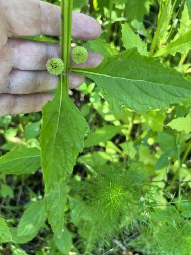Hyptis brevipes observed 2026-06-26