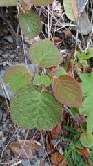 Actinidia setosa