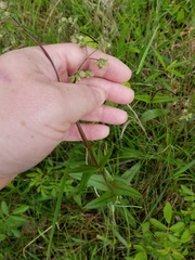 Penstemon laevigatus