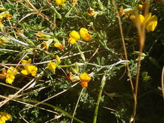 Lotus sessilifolius