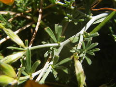 Lotus sessilifolius