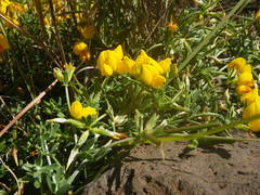 Lotus sessilifolius