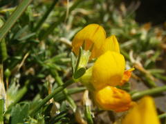 Lotus sessilifolius