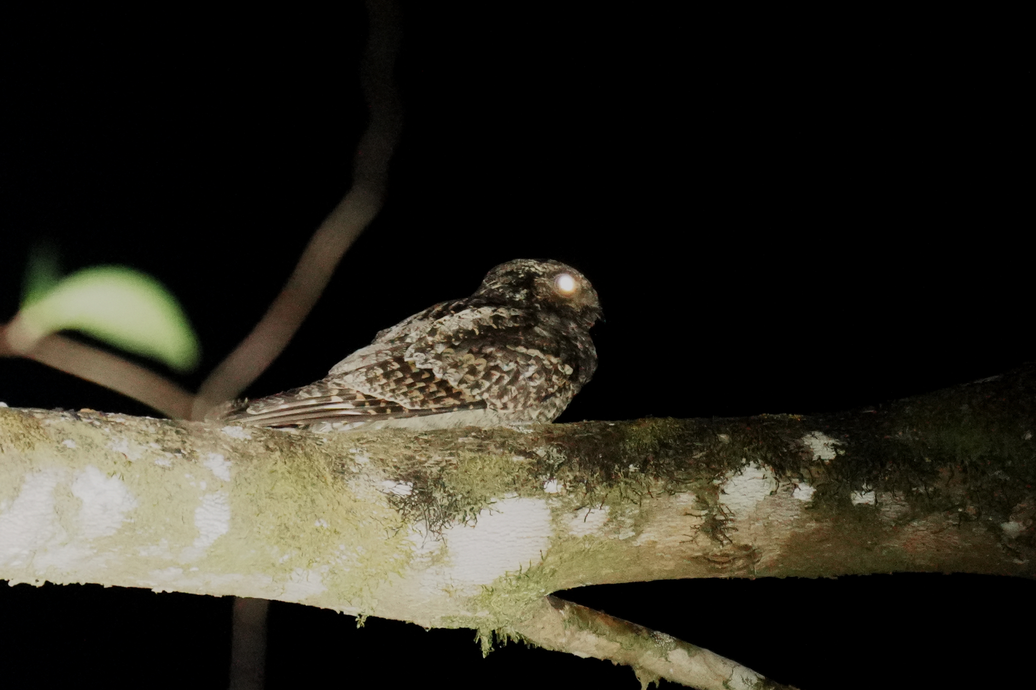 Grey Nightjar (Caprimulgus jotaka), photo 6