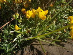 Lotus sessilifolius