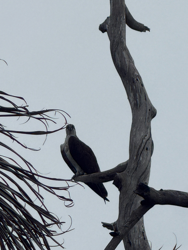 American Osprey