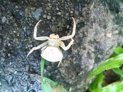 Thomisidae