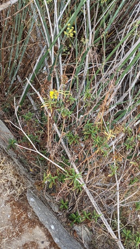 Calceolaria integrifolia, photograph 2