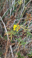 Calceolaria integrifolia, photograph (c) Eric Schmidt, some rights reserved (CC BY)