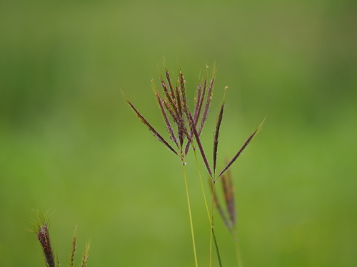 Dichanthium annulatum