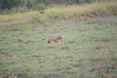 Canis aureus