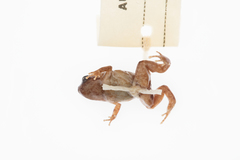 Cophixalus hosmeri