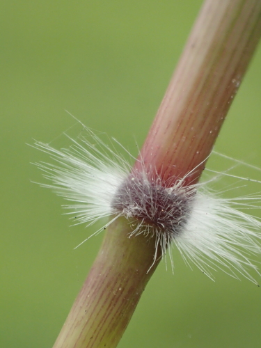 Dichanthium annulatum
