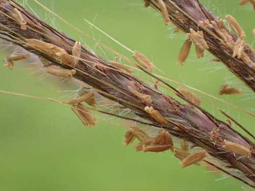 Dichanthium annulatum