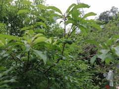 Prunus salicina